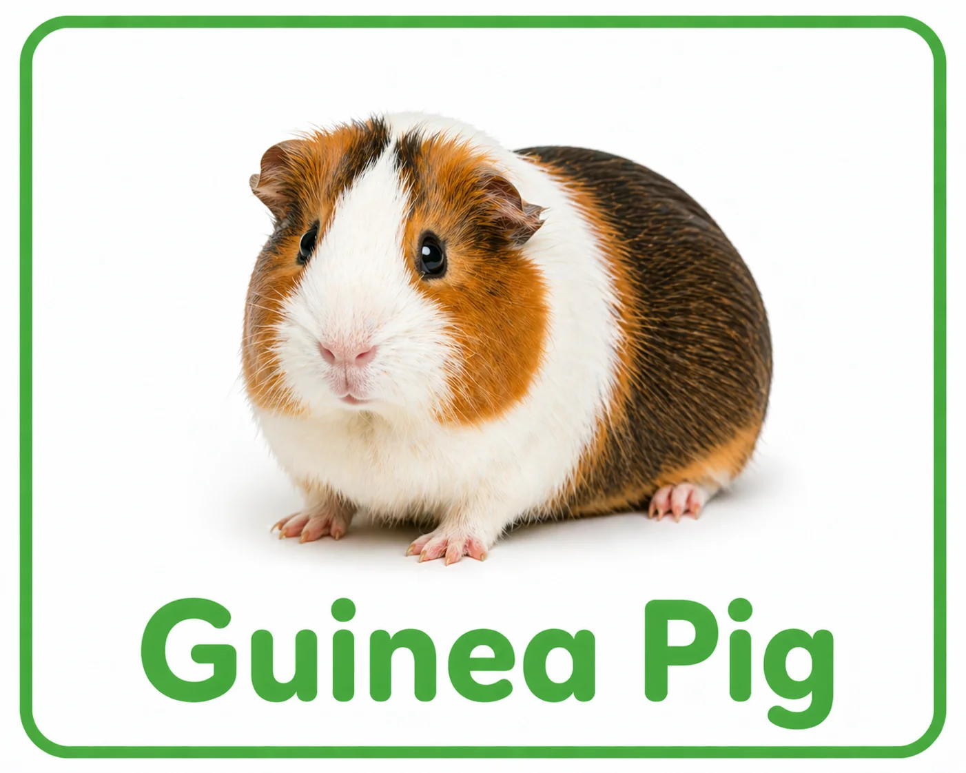 Guinea Pig